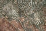 Large x Scyphocrinites Crinoid Plate - Morocco #10466-4